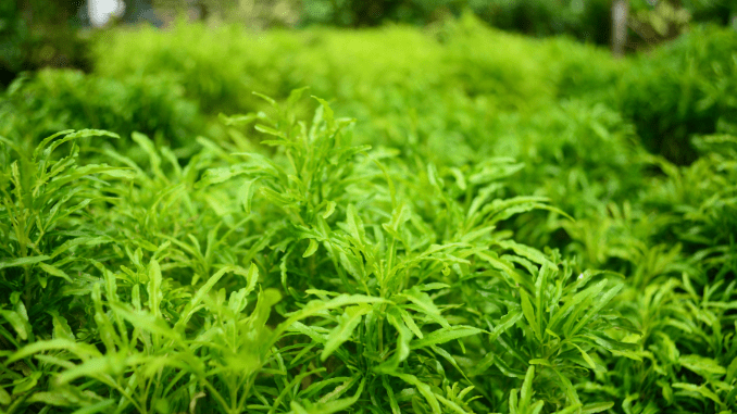 Ming aralia