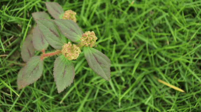 Euphorbia hirta benefits