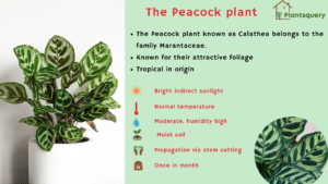 Peacock plant infographic