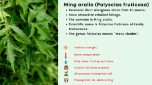 Ming aralia (Polyscias fruticosa) care