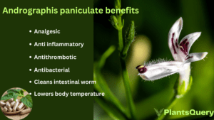 Andrographis paniculate benefits