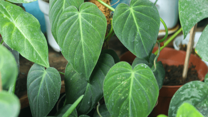 Philodendron Micans