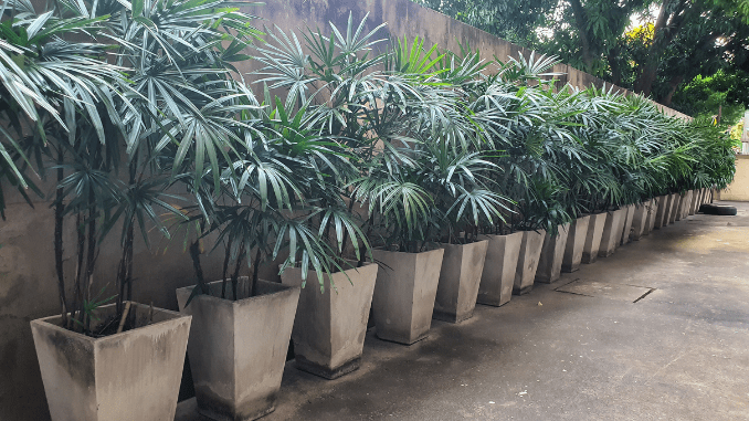 Lady palm diseases
