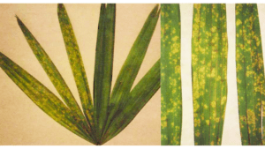 Lady palm diseases: Leaf spot fungus in lady palm