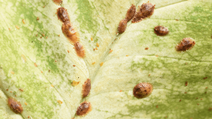 Lady palm diseases - Your Gateway to Plants Knowledge