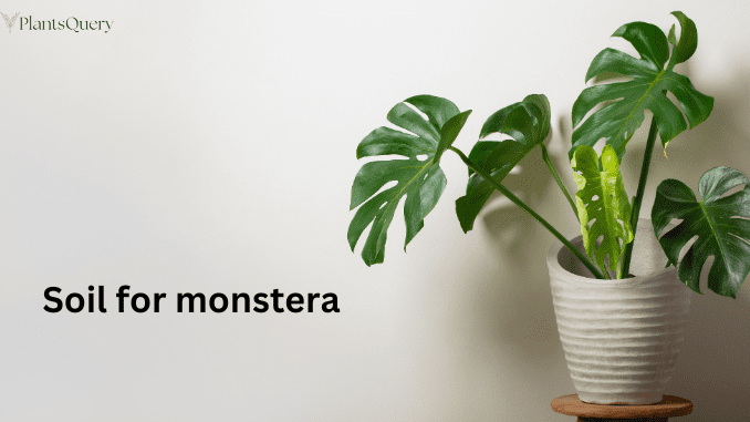 soil for monstera