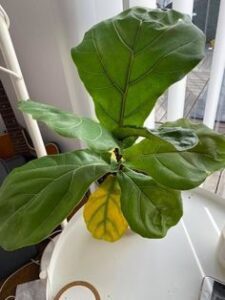 Yellow leaf of Fiddle leaf fig plant